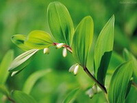 Polygonatum odoratum Mill.Druce.:flowering plants