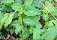 Polygonum multiflorum Thunb.:foglie in crescita