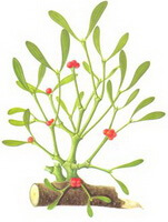 Taxillus chinensis DC.Danser.:tegning af plante