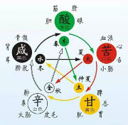 Theory of Zang-Fu Viscera