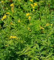 Agrimonia eupatoria:flowering plant