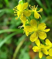 Agrimonia eupatoria:flowers