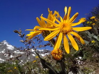 Arnica montana:flowers