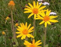 Arnica montana:flowering plant