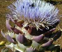 flowering plant of Cynara scolymus with white flowers