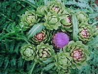 Cynara scolymus:flowers