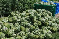 many green artichoke vegetables of Cynara scolymus are piled on roadside