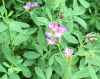 Medicago sativa:flowering plant