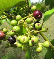 Pimenta dioica:tree and green fruits