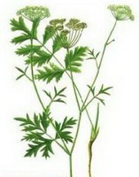 Pimpinella anisum:drawing of plant parts