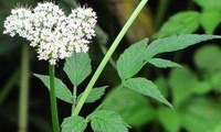 Pimpinella anisum:flowering plant