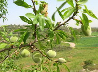 Prunus amygdalus:tree