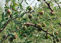 Prunus amygdalus:fruiting tree