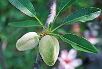 Prunus amygdalus:flower and green fruits