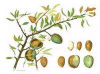 Prunus amygdalus:drawing of tree and fruits