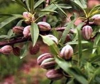 Prunus amygdalus:fruiting tree