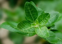 Withania somnifera:growing plant