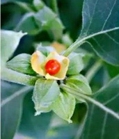 Withania somnifera:fruiting plant