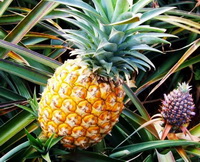 Pineapple fruit growing on Ananas comosus plant