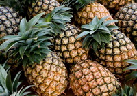 collected pineapple fruits