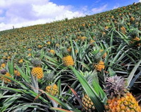 Ananas comosus:pineapple field