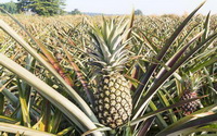 Ananas comosus:pineapple field