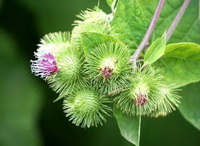 Arctium lappa:flowering plant