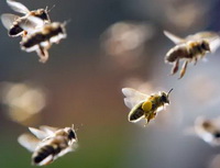 Bees fly with pollen