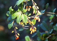 Berberis vulgaris:flowering plant