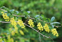 Berberis vulgaris:flowering plant