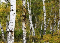 Betula lenta L.:birch forest