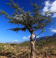 Boswellia serrata Roxb:growing small tree in arid field