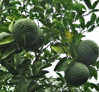 Citrus aurantium:bitter orange fruits on tree