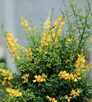 Cytisus scoparius Link:growing plant