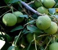 Black Walnut:green fruit growing on tree of Juglans nigra