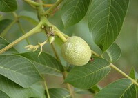 Black Walnut:fruiting tree