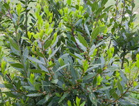 Laurus nobilis:growing plant