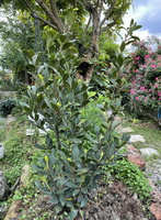 Laurus nobilis:growing plant
