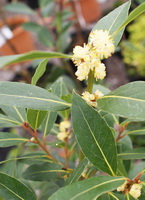 Laurus nobilis:flowering plant