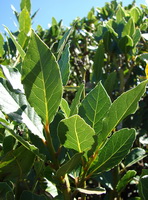 Laurus nobilis:bay leaves