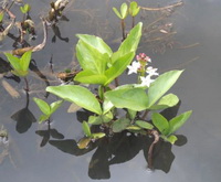 Menyanthes trifoliata:growing shrub