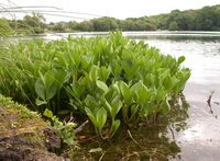 Menyanthes trifoliata:growing plant