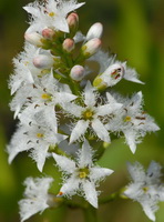 Menyanthes trifoliata:flowering plant