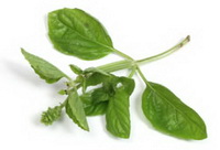 Ocinum basilicum:growing plant of basil