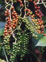 Piper nigrum:growing plant with fruits