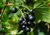 Ribes nigrum:growing plant with blackish berries and green leaves