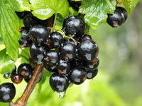 Ribes nigrum:growing plant with berries