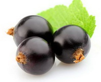 Ribes nigrum:Black Currant berry