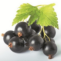 Ribes nigrum:black currant berries