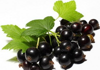 Ribes nigrum:black currant berries